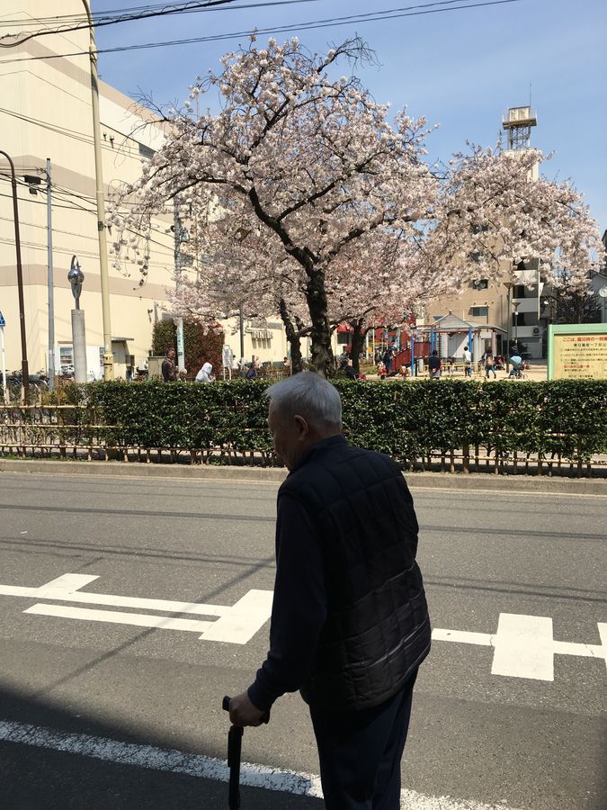桜並木の歩道を杖をついて歩く人